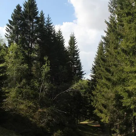 Stoppher Kvamskogen * Norheimsund